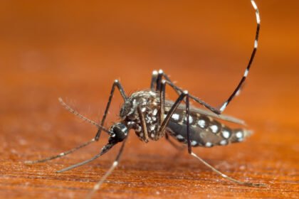 What to Know About the Dengue Outbreak in the U.S.