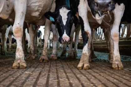 Pediatricians renew call to ban raw milk as anti-science rhetoric reigns