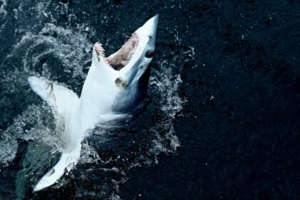 Kayaker bitten by shark after accidentally hooking it while fishing off Malibu