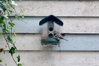 My brief romance with an AI bird feeder