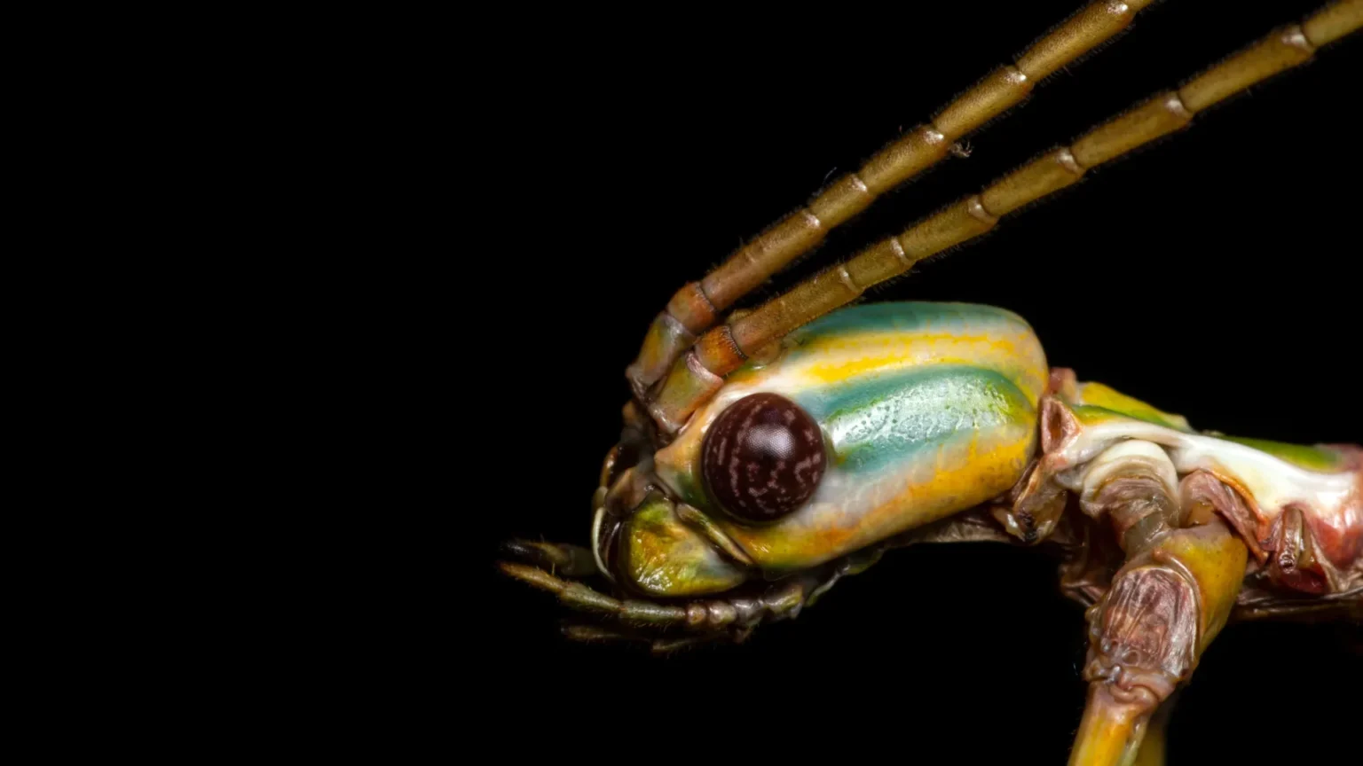 This giant stick insect fooled scientists for decades