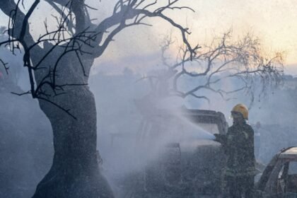 Palestine weekly: Olive harvest opens under assault