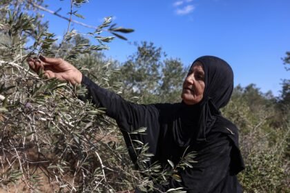 Israeli settlers take Palestinian olives, and their harvest traditions