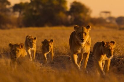 Lions and cheetahs and chimps, oh my: a spotlight on Africa's diverse wildlife