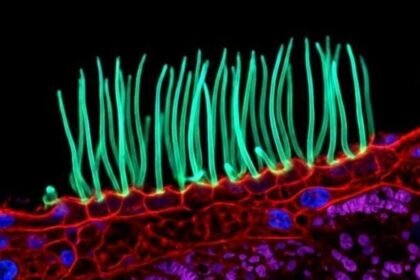 Prize-winning image which sparked backlash was AI-generated, Nikon rules