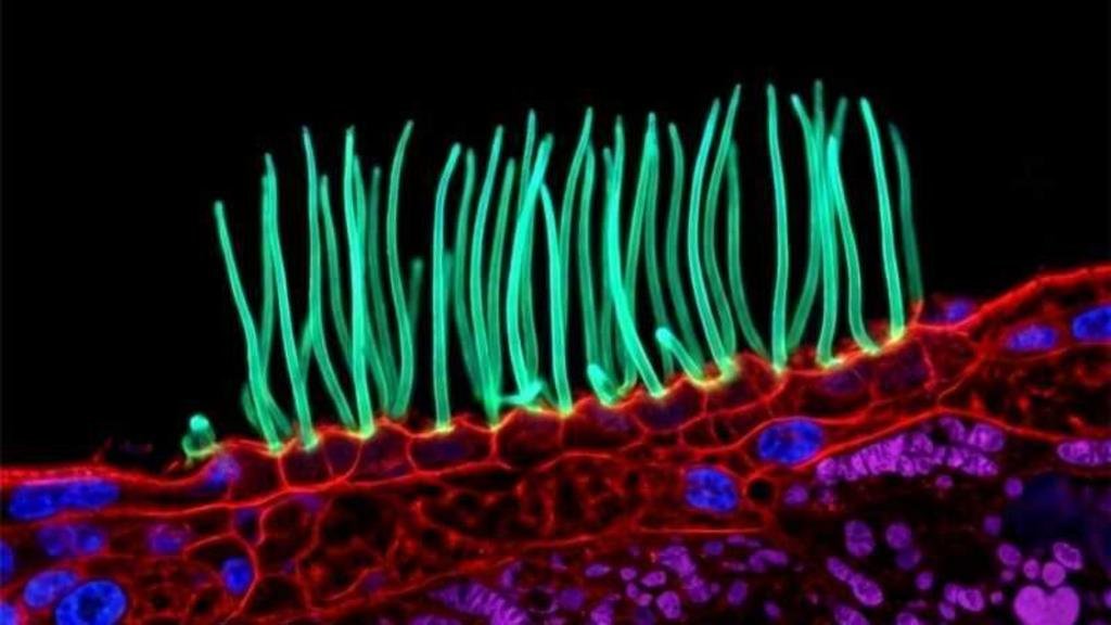 Prize-winning image which sparked backlash was AI-generated, Nikon rules