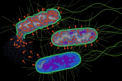 Bacteria turn a virus’ own weapon against it