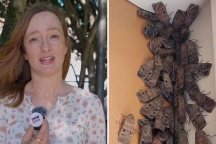 Why are these endangered moths swarming Australia's east coast?