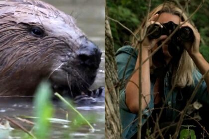 We joined a beaver safari in London where the animals have been key to combat flooding