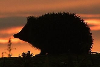 Hedgehog among four chosen animals to feature on your new banknotes
