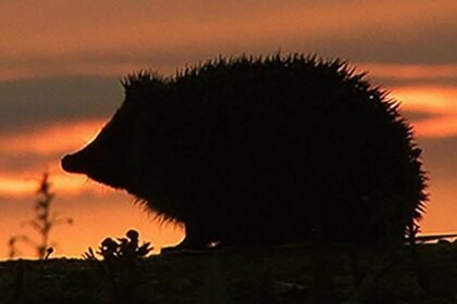Hedgehog among four chosen animals to feature on your new banknotes