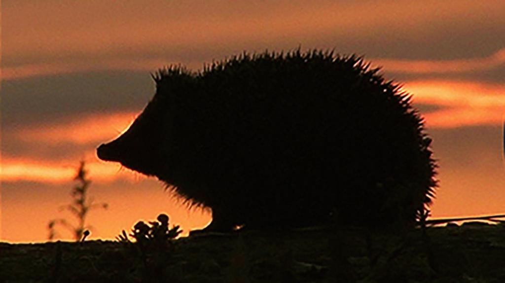 Hedgehog among four chosen animals to feature on your new banknotes