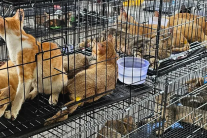 Cat-stealing ring that took 2,700 pets for food busted by police
