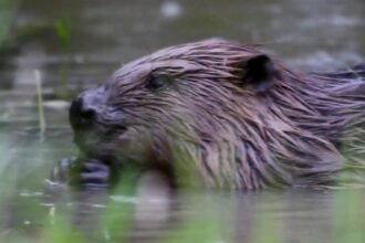 Beavers brought to London to help solve a flooding problem: "They make people smile!"
