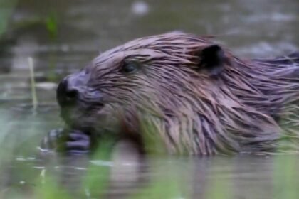 Beavers brought to London to help solve a flooding problem: "They make people smile!"