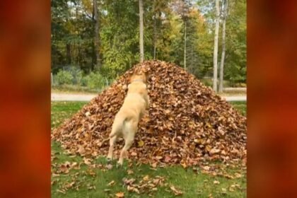 Yellow labs make first leaf pile jump of this fall season