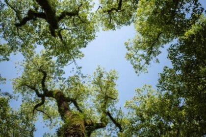 Council exceeds Surrey tree planting target