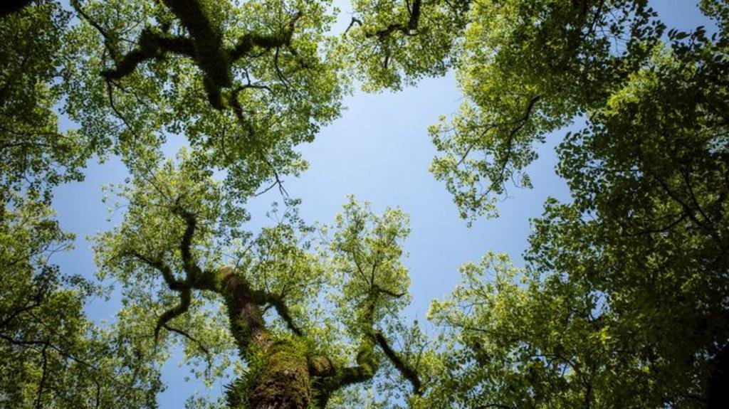 Council exceeds Surrey tree planting target