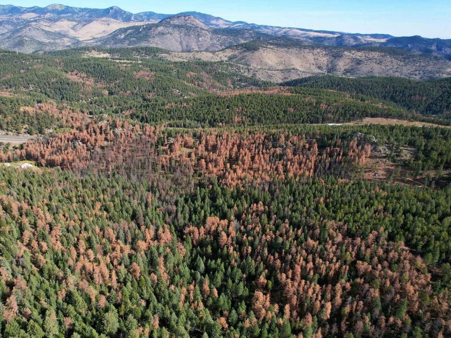 Killer beetles, tinderbox forests: Climate change costs center stage at Supreme Court