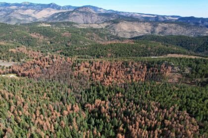 Killer beetles, tinderbox forests: Climate change costs center stage at Supreme Court