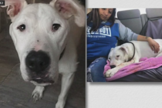 LAPD dog shootings raise questions about police tactics, best practice
