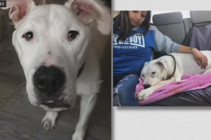 LAPD dog shootings raise questions about police tactics, best practice