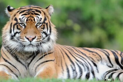 Man attacked by tiger in England after entering enclosure at wildlife park