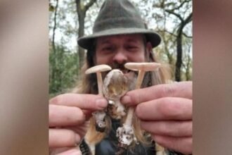 Why are there so many mushrooms around this year?