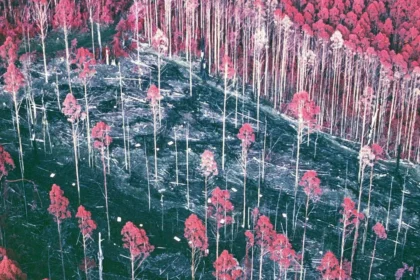 A forgotten 30-year forest experiment just delivered a huge surprise