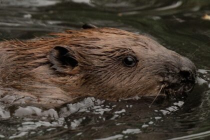 How beavers are protecting a West London town from flooding