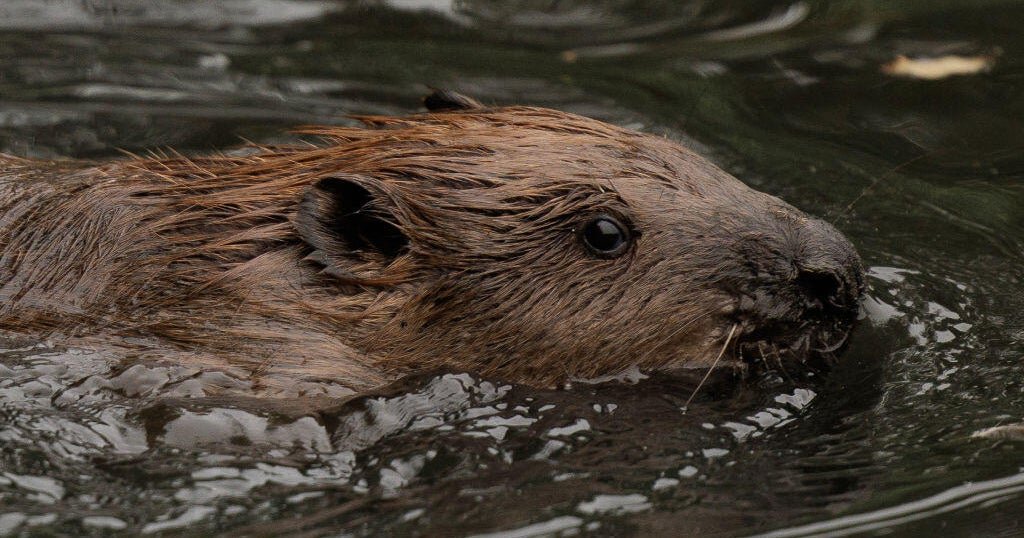 How beavers are protecting a West London town from flooding