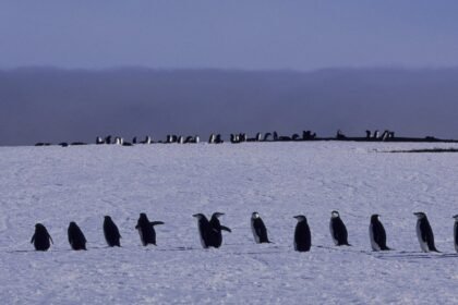 Iconic penguin colony sees "population collapse," study finds