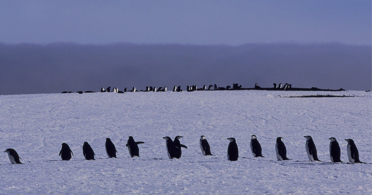 Iconic penguin colony sees "population collapse," study finds