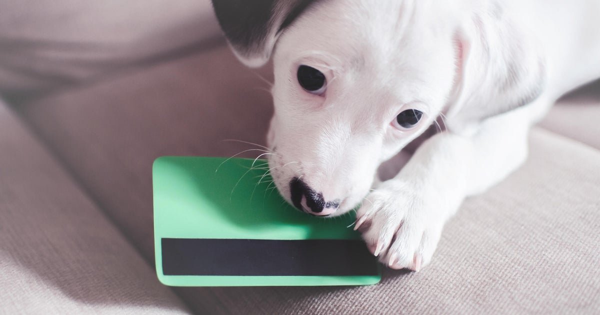 How pet insurance can allow you to spend more on your pets