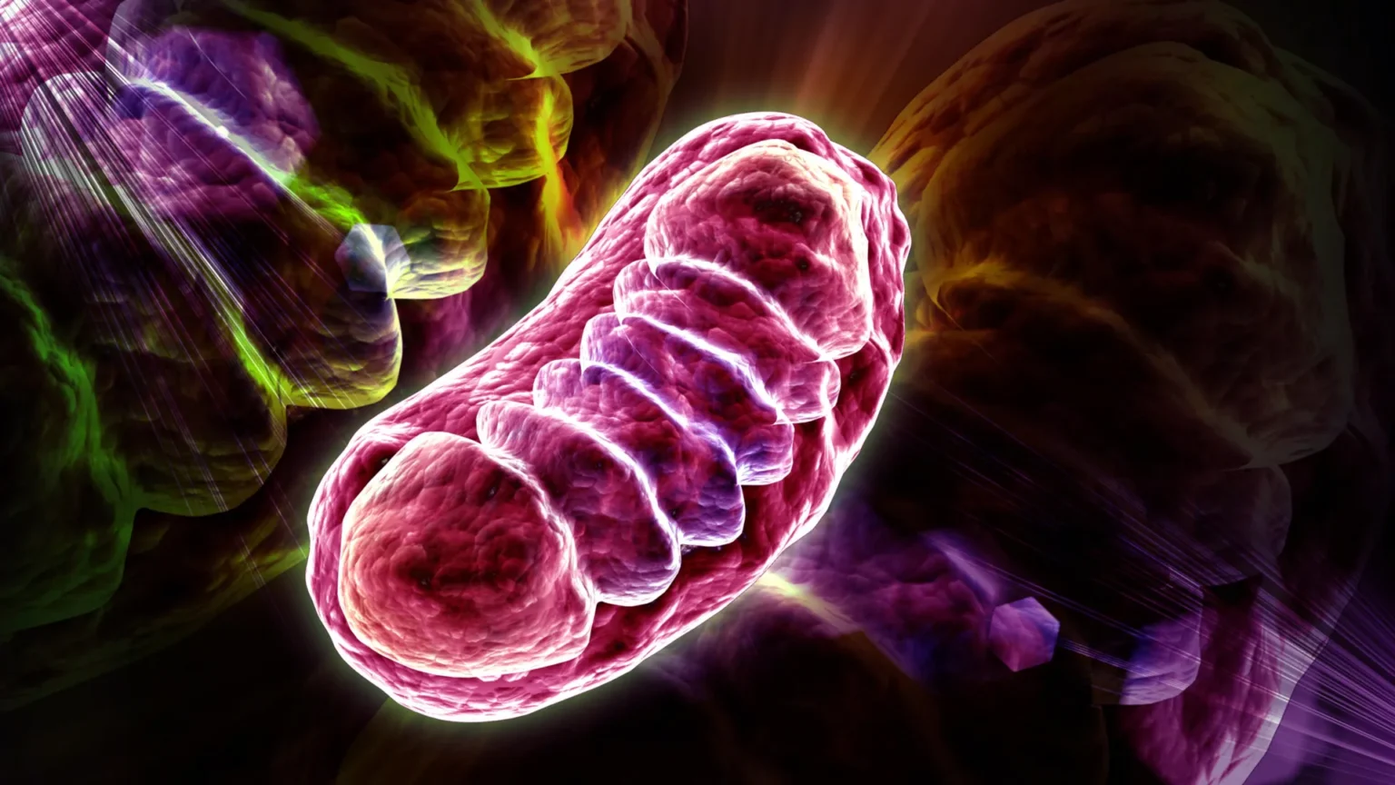 Leucine does more than build muscle. It powers up your cells
