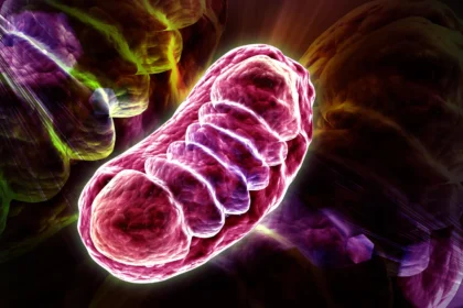 Leucine does more than build muscle. It powers up your cells