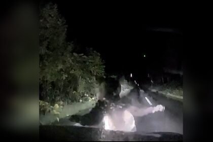 Moment mother bear slams into car to protect cub