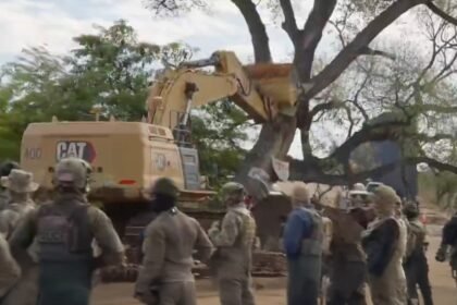 Tree nearly as old as US torn down to expand Mexico border wall