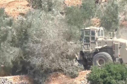 Israeli settlers systematically target the Palestinian olive harvest