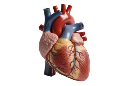 FDA approves artificial heart valve for kids that grows as they do