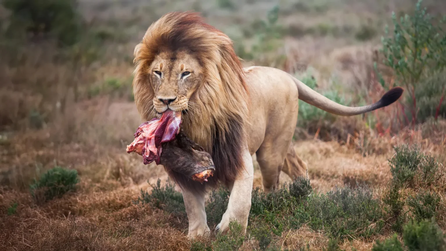 Scientists changed how zoo lions eat. Their wild side came out