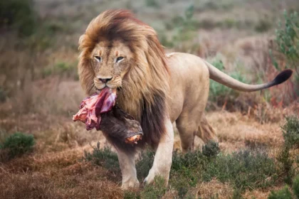Scientists changed how zoo lions eat. Their wild side came out