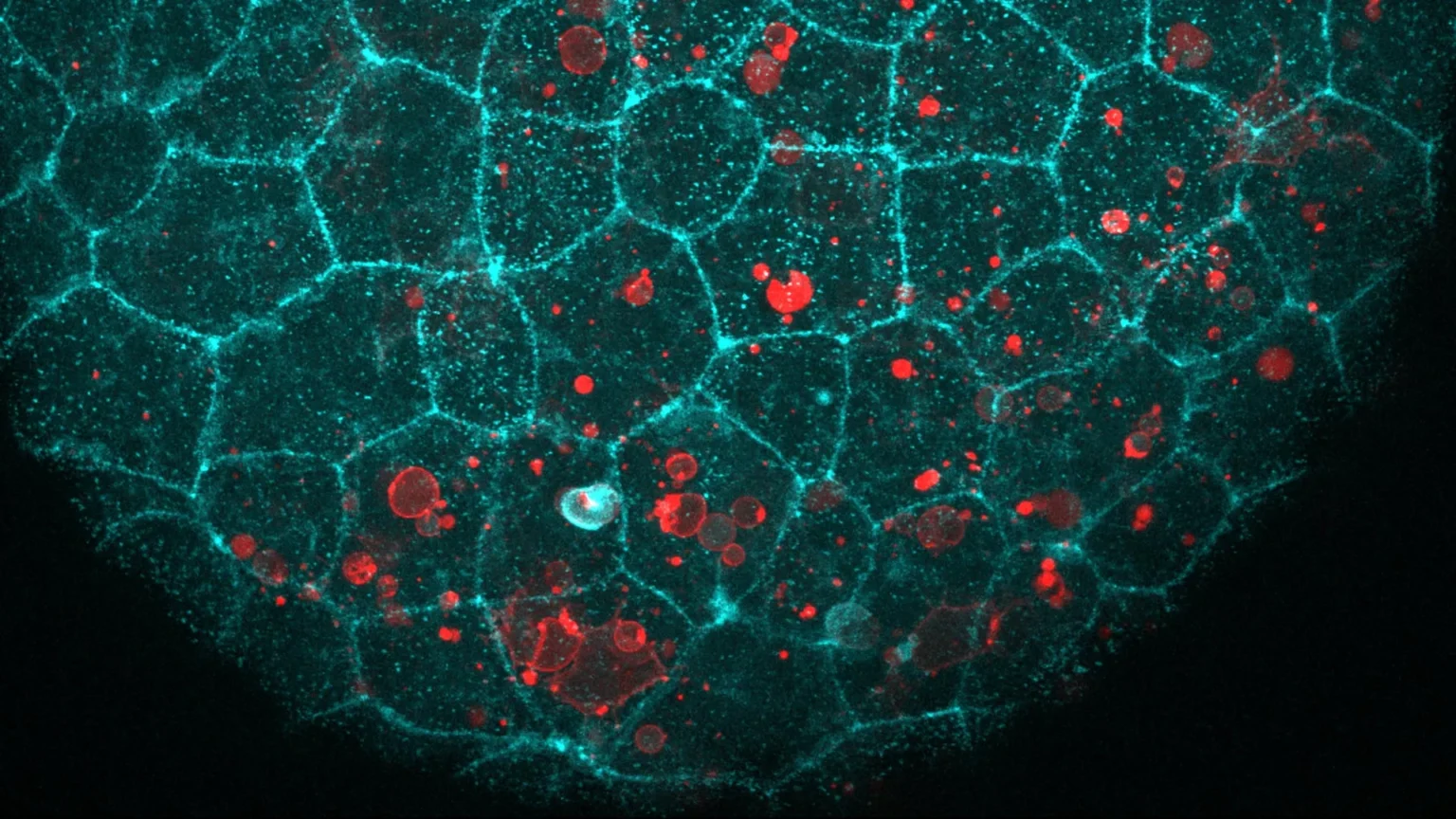 The “glue” holding your cells together has a surprising second job