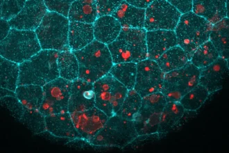 The “glue” holding your cells together has a surprising second job