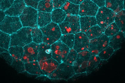 The “glue” holding your cells together has a surprising second job