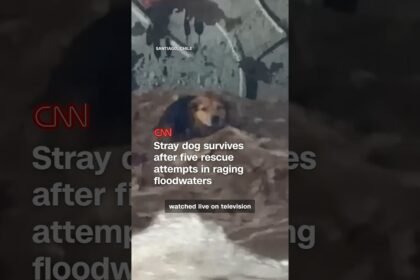 Stray dog survives after five rescue attempts in raging floodwaters