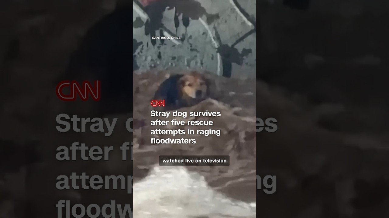Stray dog survives after five rescue attempts in raging floodwaters