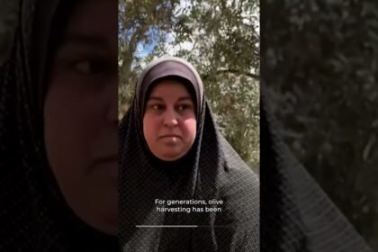 Israeli settlers systematically target the Palestinian olive harvest | AJ Shorts