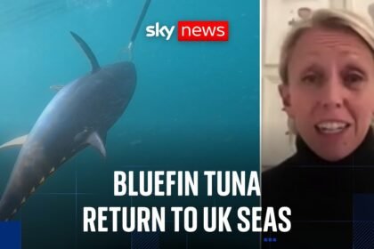 Bluefin tuna makes major comeback in UK waters after decades of decline