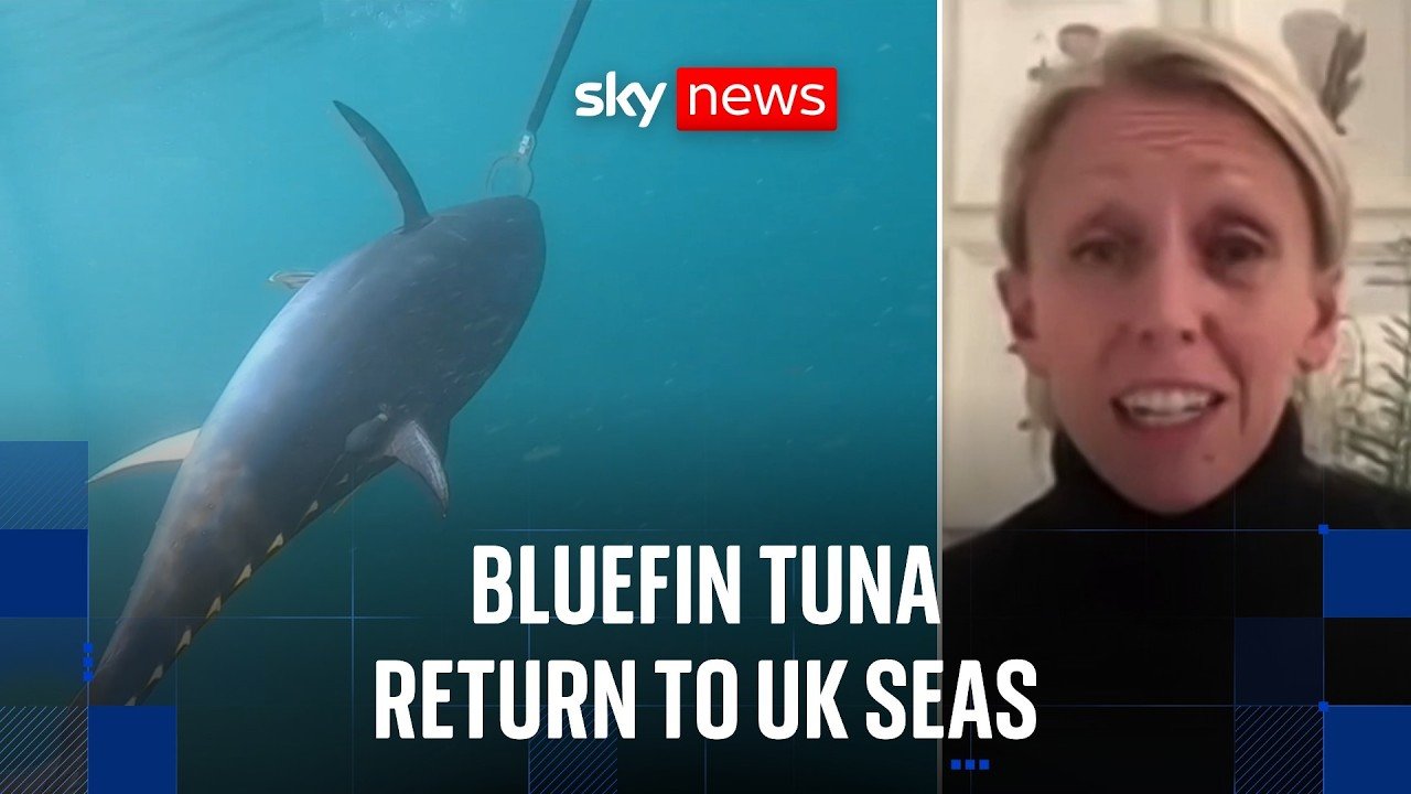 Bluefin tuna makes major comeback in UK waters after decades of decline